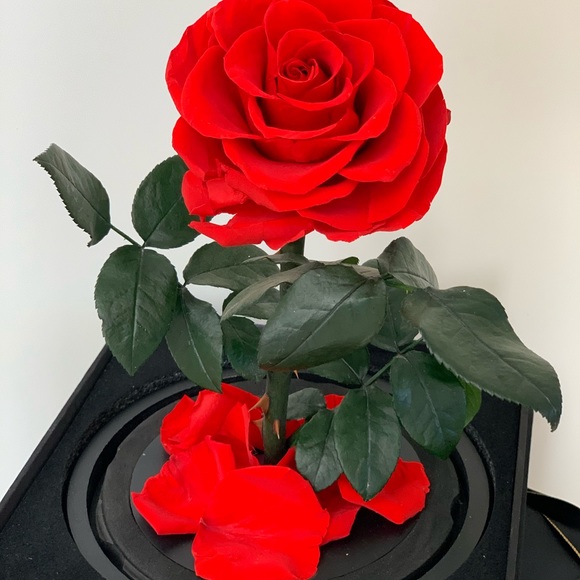 Beauty and the Beast Rose, Preserved Rose in Dome - Picture 6 of 8